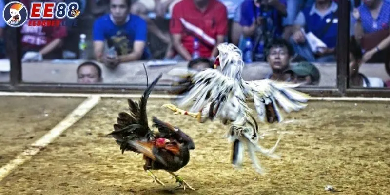 Giới thiệu đá gà cựa dao